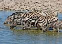 230 Etosha NP, zebra